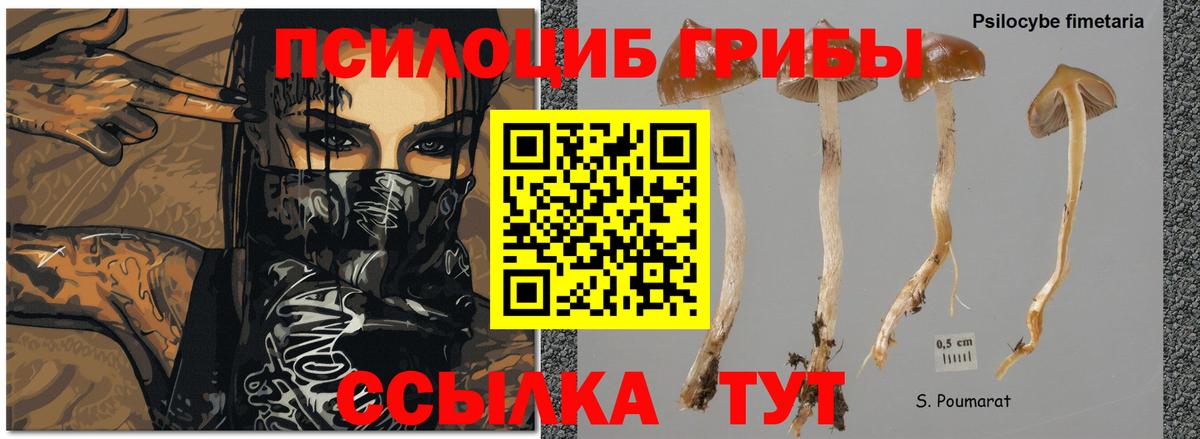 Томск  Галлюциногенные грибы мицелий  Вход с VPN 